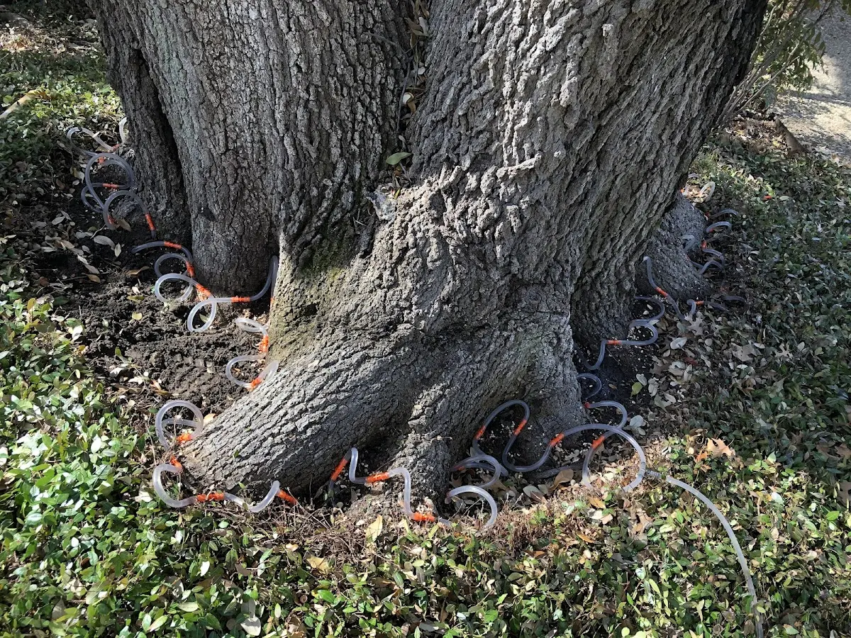 Detailed Tree Cabling and Bracing job site in Eagle Bay