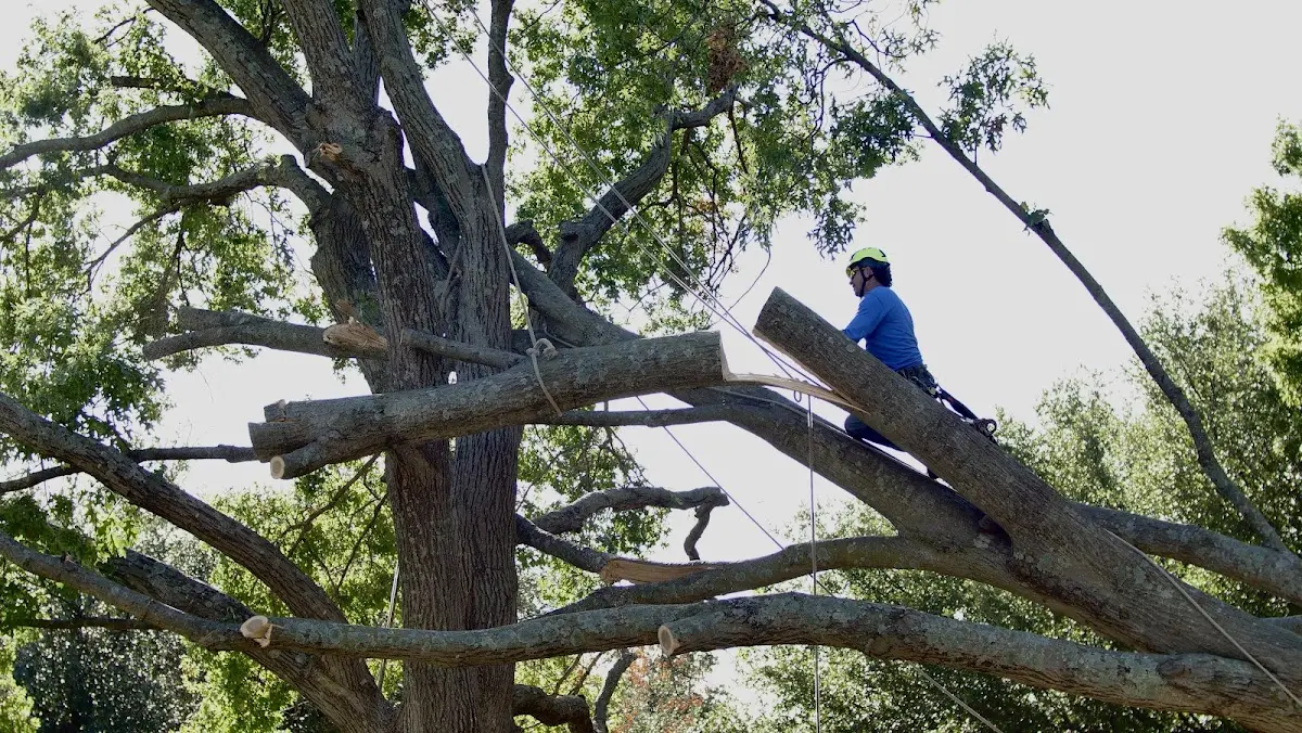 Professional Crown Thinning performed by certified arborists in Eagle Bay