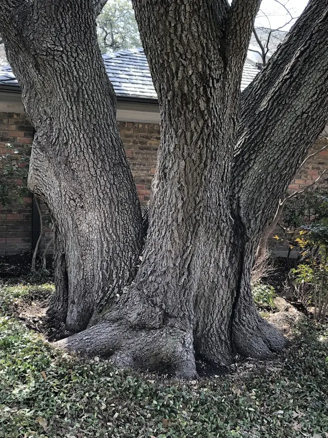 Mature heritage tree close to a Eagle Bay property cared for by certified arborists